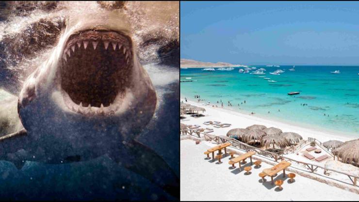 Mısırda köpek balığı dehşeti: Kızıldeniz kıyı şeridi kapatıldı