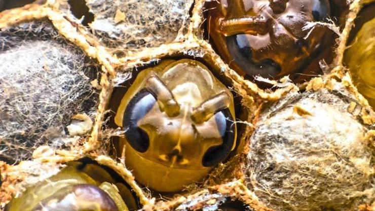 Takviye gıdada yeni dönem: 2-4 yaşa arı poleni yasağı