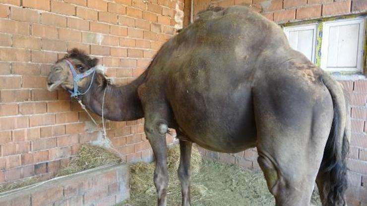 Fiyatı 45 bin lirayı bulan kurbanlık devede satıcılar talebi karşılayamıyor