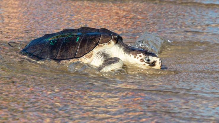 Japonyada 30 deniz kaplumbağası bıçaklanmış halde bulundu