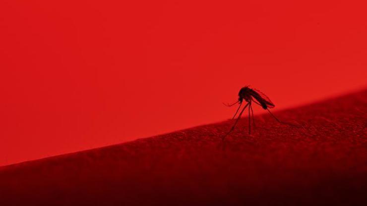 Sivrisinekler, hangi insanları daha çok ısırıyor