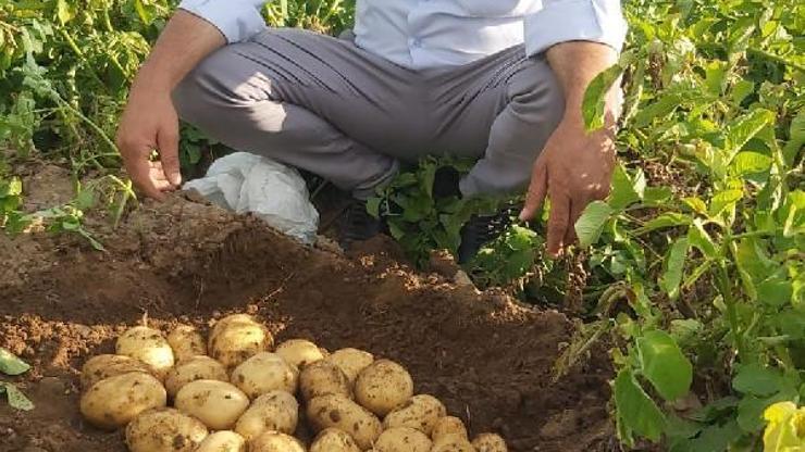 Patates üreticisinin yüzü gülüyor