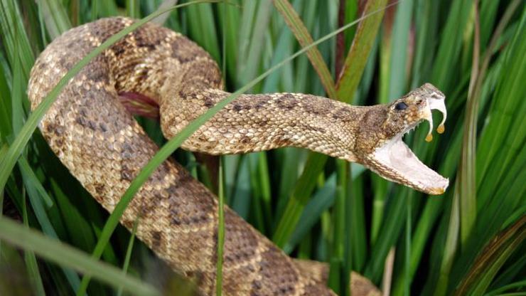 İngilterede yılanların ısırdığı kişilerin sayısı artıyor
