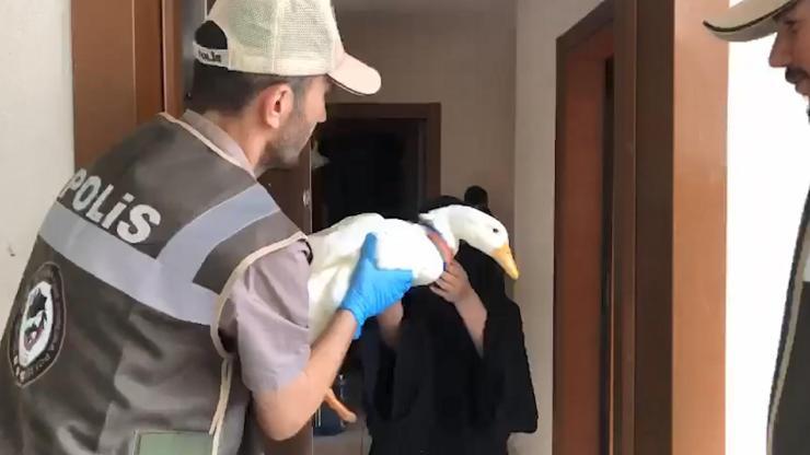Türkiyenin gündemine oturmuştu İçişleri Bakanlığı ördeklere sahip çıktı