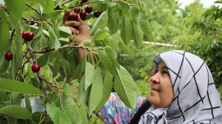 Amasya kirazına coğrafi işaret