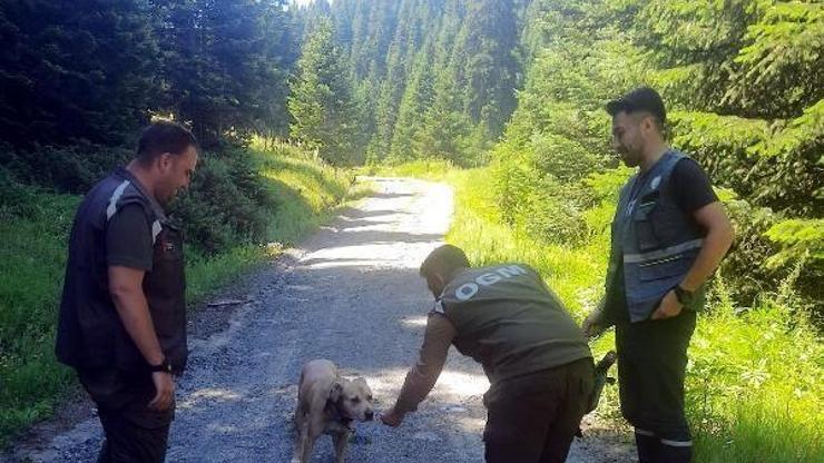 Kaybolan köpeği orman muhafaza memurları buldu