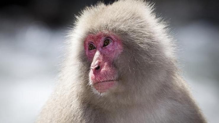 Japonya’da onlarca kişiyi yaralayan maymunlardan biri yakalanıp öldürüldü