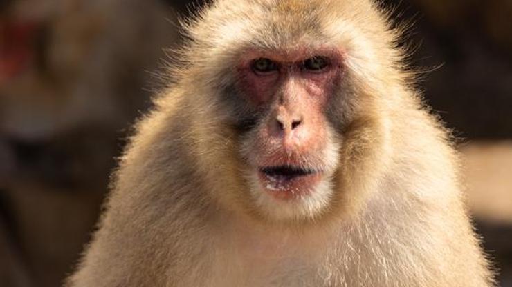 Japonya’da maymunların saldırdığı kişi sayısı 58e yükseldi