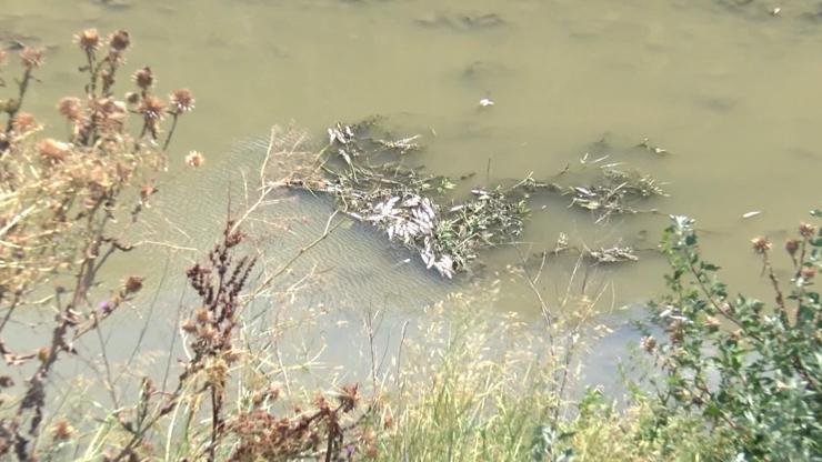 Alibeyköy Deresinde toplu balık ölümleri: İnceleme sürüyor