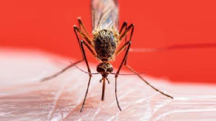 Sivrisinek ısırığı sonrası görülen ateşe dikkat 5 farklı bulaşıcı hastalığa neden oluyor
