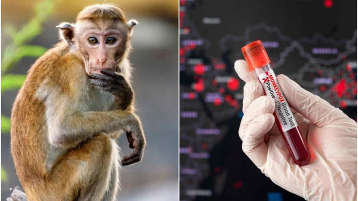 Maymunlara yönelik saldırılar artınca, DSÖ açıklama yapmak zorunda kaldı: Bağlantısı yok