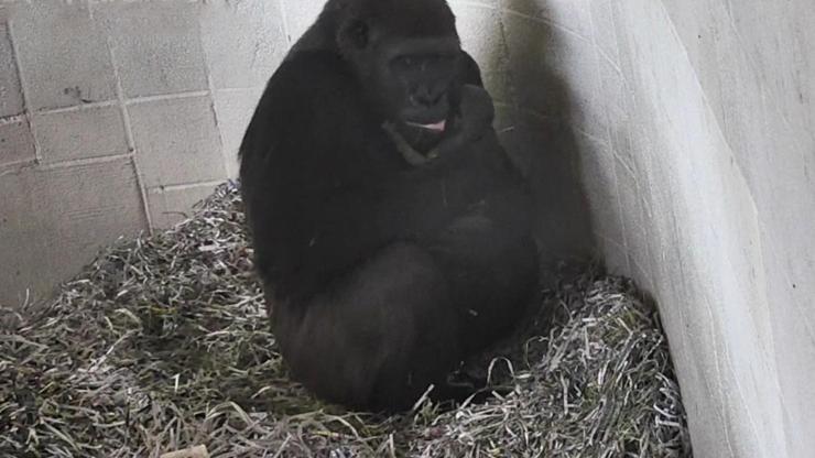 18 yıl aradan sonra ilk goril hayata Merhaba dedi