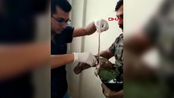 Yılanı yutamayınca boğulma tehlikesi geçiren kartal kurtarıldı