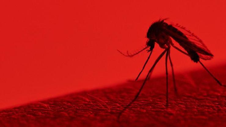 Bir sır daha çözüldü: Sivrisinekler insanları nasıl buluyor