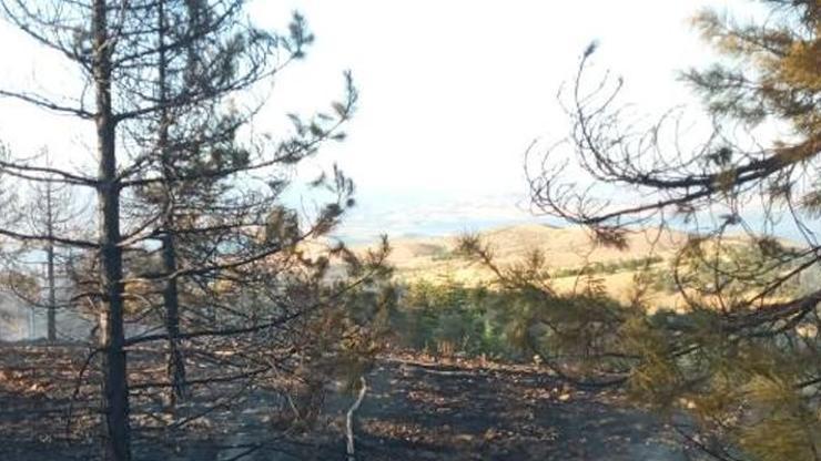 Elazığ’daki orman yangınında 20 dönüm alan zarar gördü