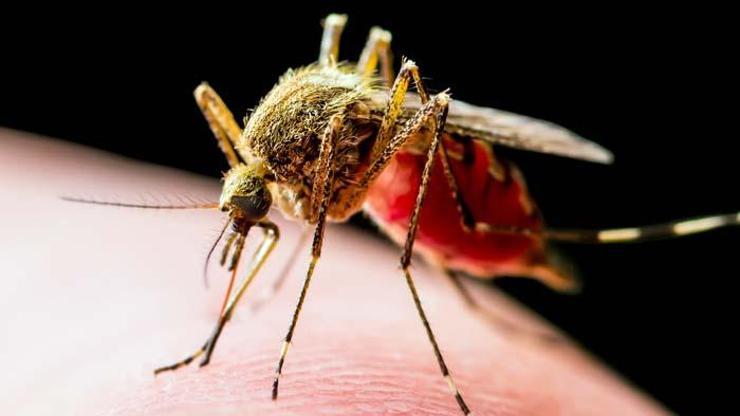 Sizi kokunuzdan, nefesinizden bile tanıyorlar Sivrisineklerle ilgili çarpıcı bilgiler: En sevdiği kan grubu ne Hangi renge yaklaşmıyorlar