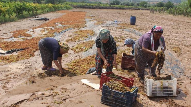 Manisa’da tonlarca üzümü sel suları götürdü