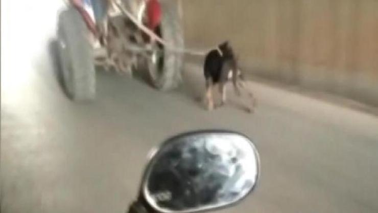 Traktöre bağlanan köpeğe eziyet kamerada