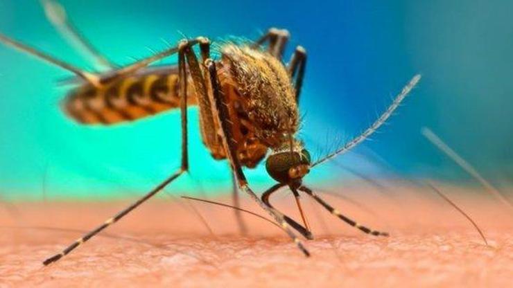 Culex ne demek, sivrisineklerden mi bulaşır Batı Nil Virüsü belirtileri nelerdir Batı Nil Virüsü öldürür mü, Türkiyede var mı