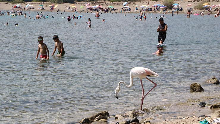 Phaselis Antik Kentinde flamingo sürprizi