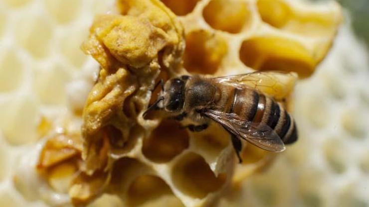 Yüksek protein kaynağı arı poleni Faydaları saymakla bitmiyor