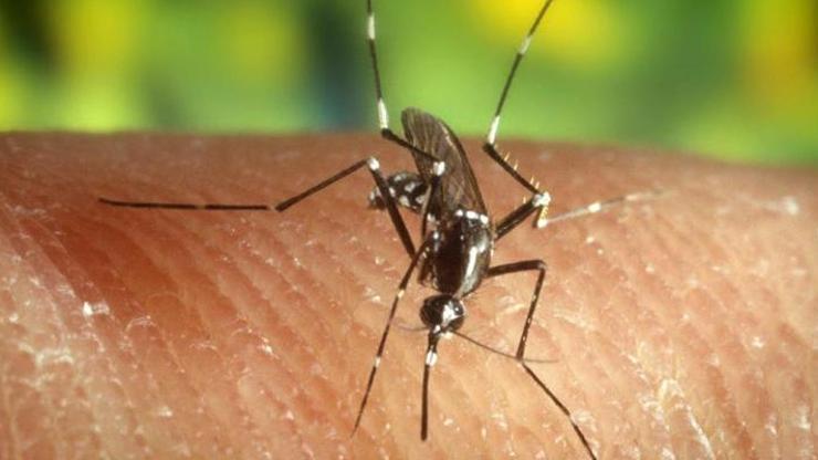 Komşuda korkutan salgın: Vakalar artıyor Batı Nil virüsü 14 can aldı