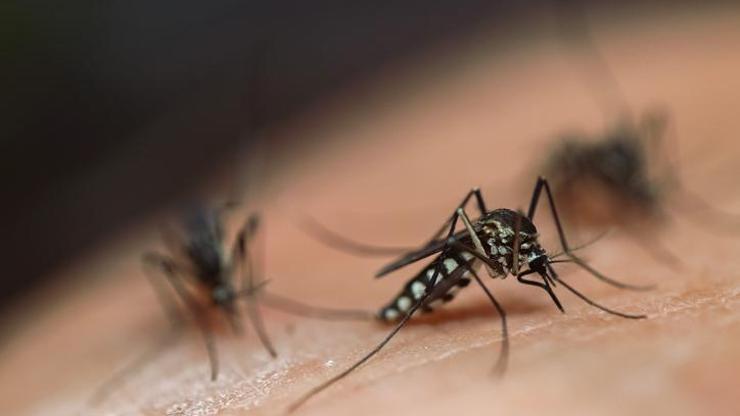 Aedes sivrisinek ısırığı belirtileri neler Aedes sivrisineği bilgileri