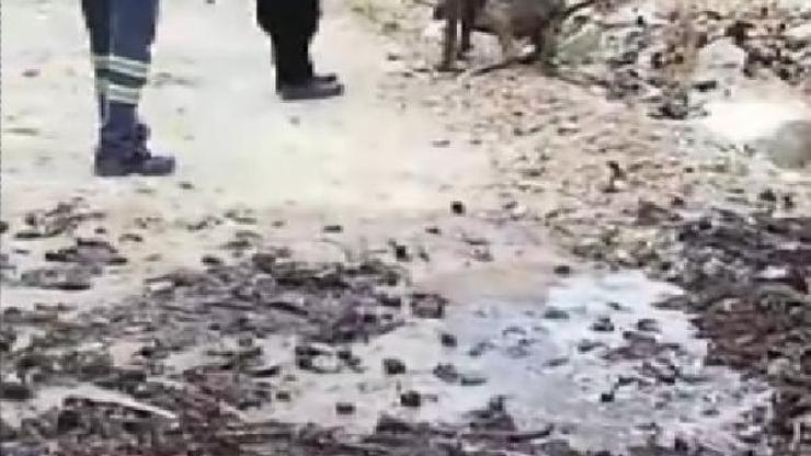 Kuyuya düşen çoban köpeğini vatandaşlar kurtardı