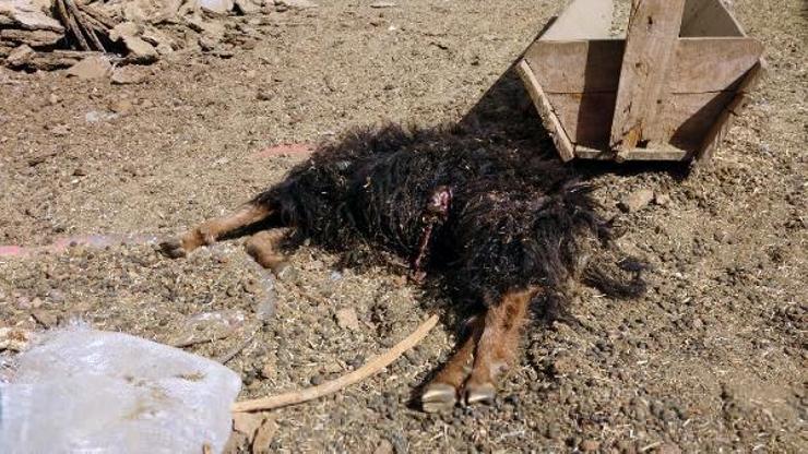 Köpekler, ahır ve kümes hayvanlarına saldırdı; 1 koyun ve 20 tavuk öldü