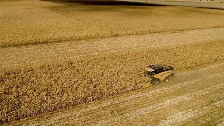 Türkiye’nin mısır rekoltesinin yüzde 40’ı, Konya Ovası’ndan