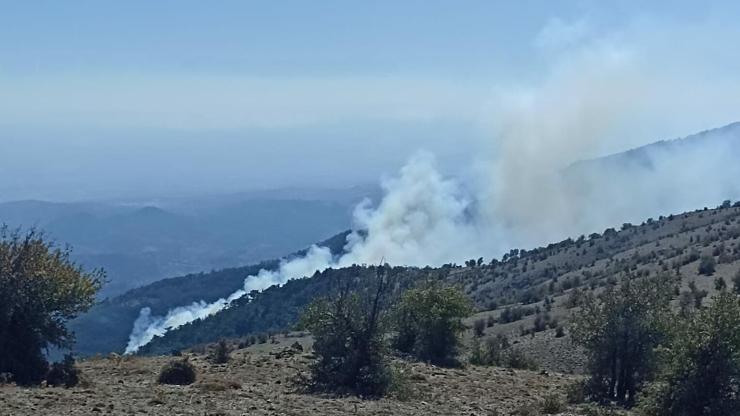 İzmir-Bergamada orman yangını
