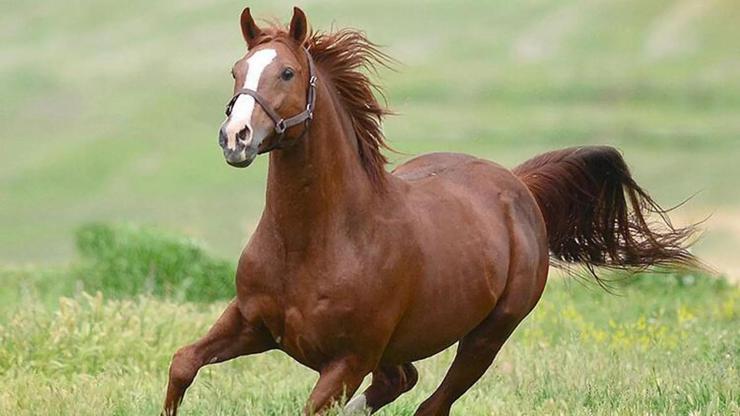 TİGEM duyurdu Şampiyon atın yavruları satış fiyatları ile rekor kırdı
