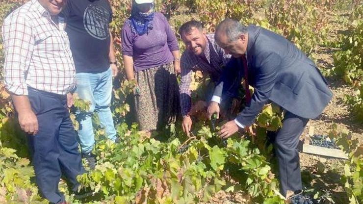 Şarköy Kaymakamı Kılınçkaya, bağ bozumuna katıldı