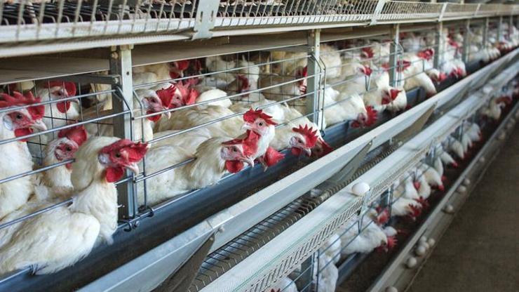 Bulgaristanda kuş gribi alarmı: 19 bin tavuk itlaf edilecek