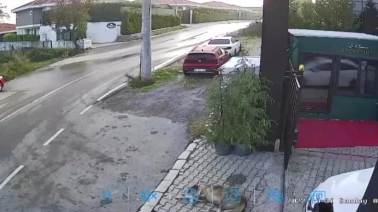 Kapının önünde yatan köpeği ezdi O anlar kamerada