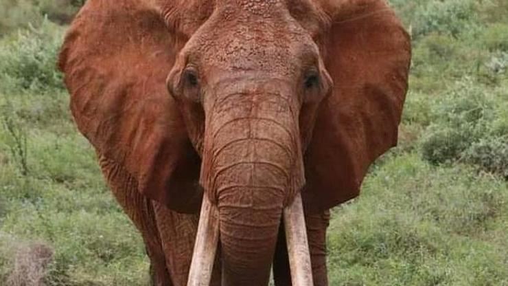 Afrika’nın en büyük tusker cinsi dişi fili olduğuna inanılan Dida öldü