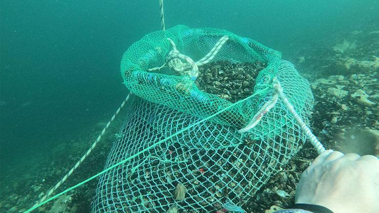 Marmara Denizinde kaçak avlanan 1 ton midye ele geçirildi