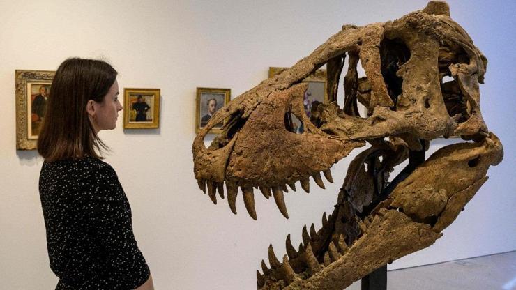 Ağırlığı tam 90 kg Satıştaki dinozor kafatasının fiyatı 20 milyon dolar