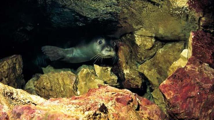 Akdeniz foku yavrularına mağara turu tehdidi