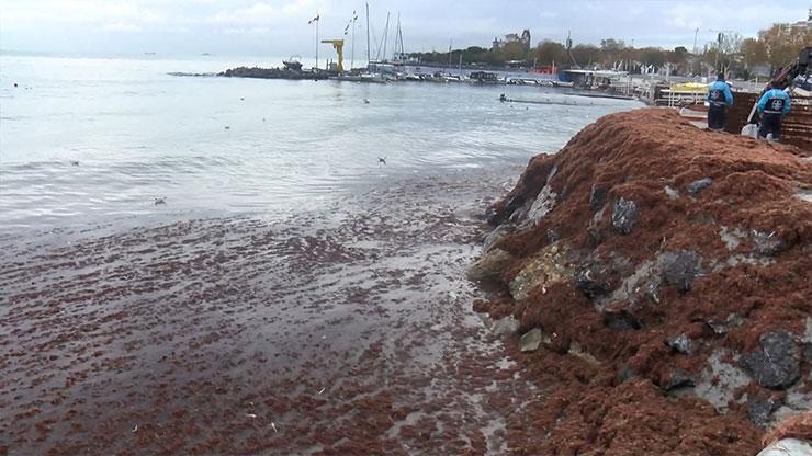 Lodos vurdu, Caddebostan Sahilini kırmızı yosunlar kapladı