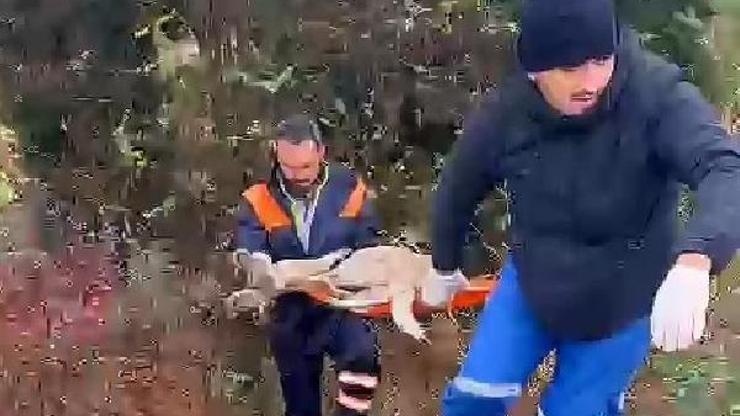 Bursada yaralı bulunan köpeğe Büyükşehir Belediyesi sahip çıktı