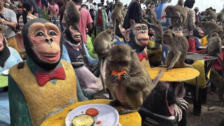 Taylandda maymunlara açık büfe ziyafeti