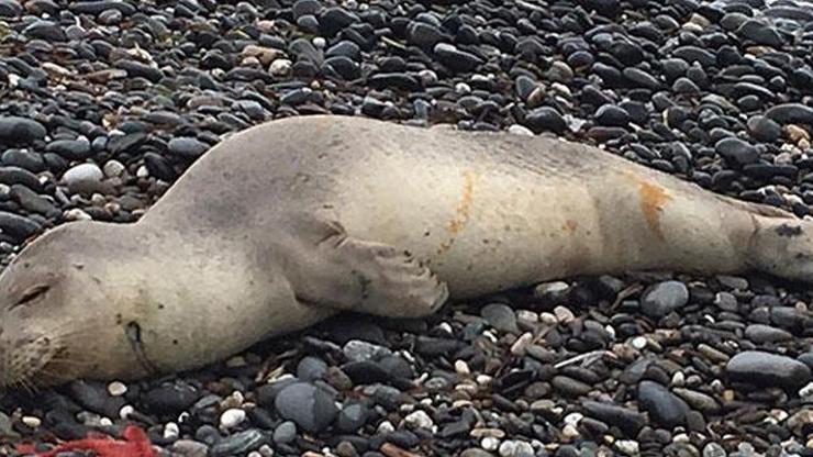 Hazar Denizinin Rusya kıyılarına 700 ölü fok vurdu