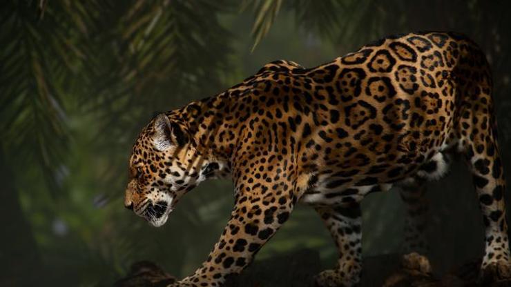 Yalnız gezme eğilimindeki jaguarlara ilişkin yeni araştırma: Gizli yaşamları düşünülenden daha karmaşık