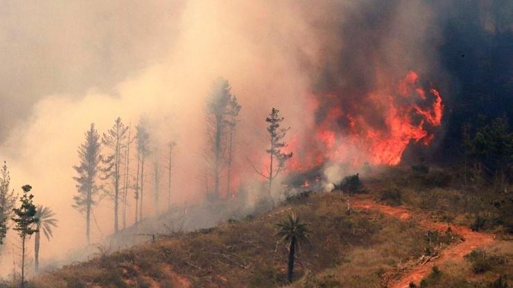 Şili’de orman yangını: 4 bin hektardan fazla alan kül oldu