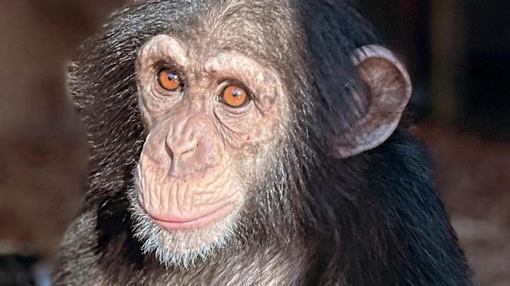 İsveçte şempanzelerin öldürülmesine tepki