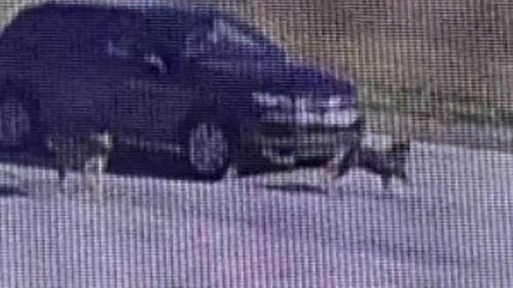 Tuzla’da vicdansız sürücü köpeği ezip kaçtı