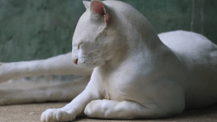 Dünyanın ilk albino oselo kedisi