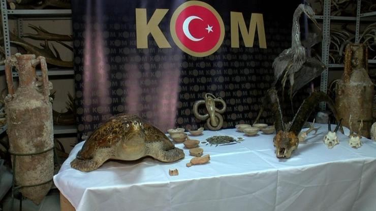 İstanbulda yaban hayvanı operasyonu
