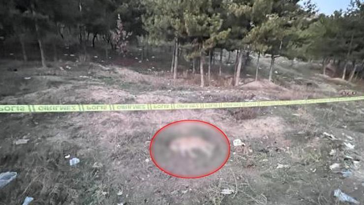 Ankarada tüfekle vurulmuş 4 köpek ölüsü bulundu